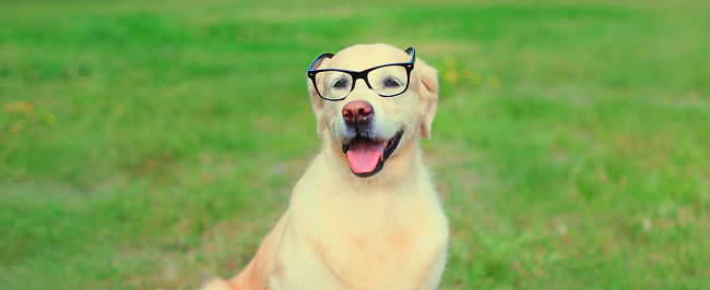 Golden Retriever dog in eyeglasses on the grass on a summer day