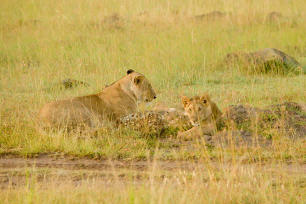 istock African Lions on Savannah 1502704713