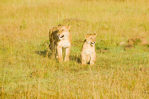 Lioness and cub resting in tall grass . South Africa travel safari and wild animals watching concept. Maniara Tanzania reserve. Natural green background