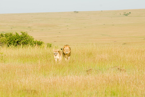 Lion Matting Pair walking toward camera