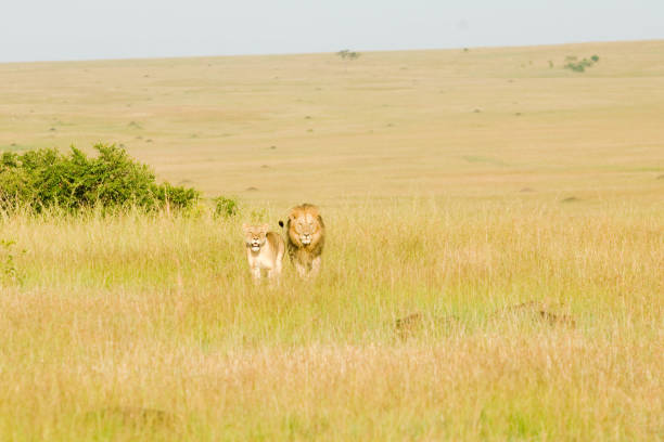 African Lions in Kenya on Savannah stock photo