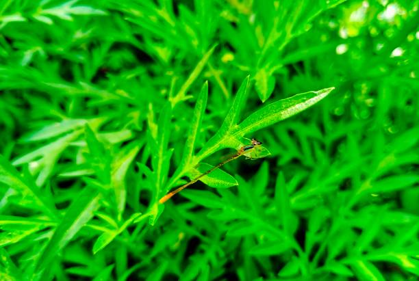 foglie verdi di ulam raja con una piccola libellula - leek green raw food foto e immagini stock