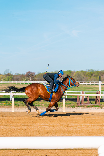 The bay horse overcomes an obstacle. Equestrian sport, jumping. Overcome obstacles. Dressage of horses in the arena. Jumping competition. Horseback riding.