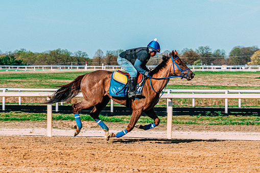 Action Shot of a Professional Jockey Trainer Breezing a Thoroughbred Race Horse at a Fast Pace for Exercise to Improve its Fitness and Stamina