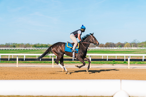 Fast-Moving Professional Jockey Breezing a Thoroughbred Race Horse at a Strong Gallop for Exercise on a Sunny Day