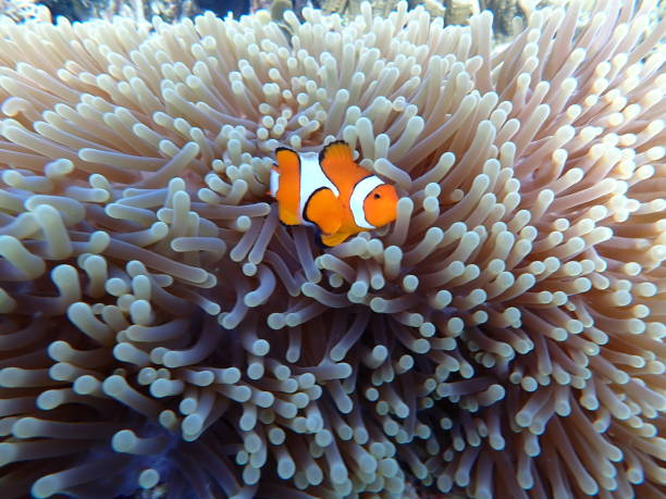 istock Ocellaris clownfish in its anemone 1502719038