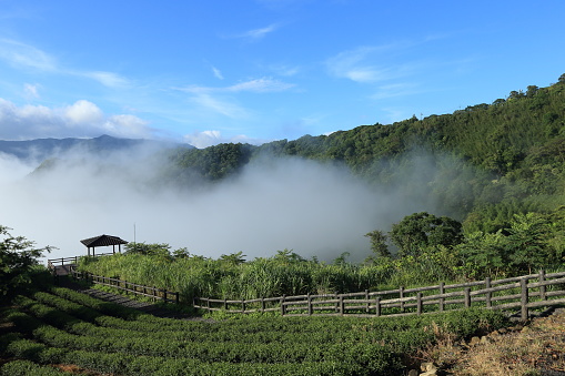 sunrise tea plantation sea of clouds