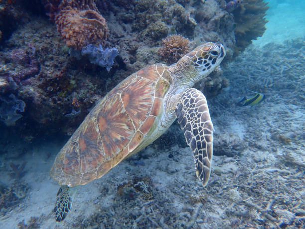 istock Sea turtle rising to the surface to take a breath 1502725095