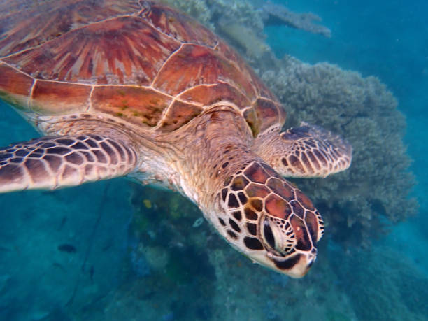 istock Underwater close-up of a turtle 1502725451