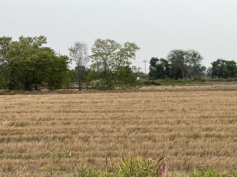 dry rice field in country Thailand