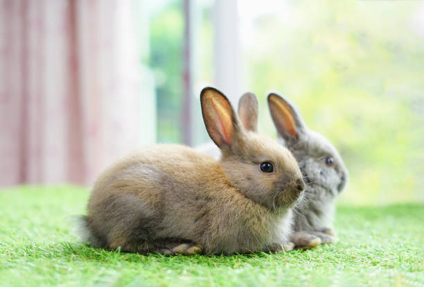 istock two young adorable rabbits,pastel image for beautiful happy easter in April 1502727989