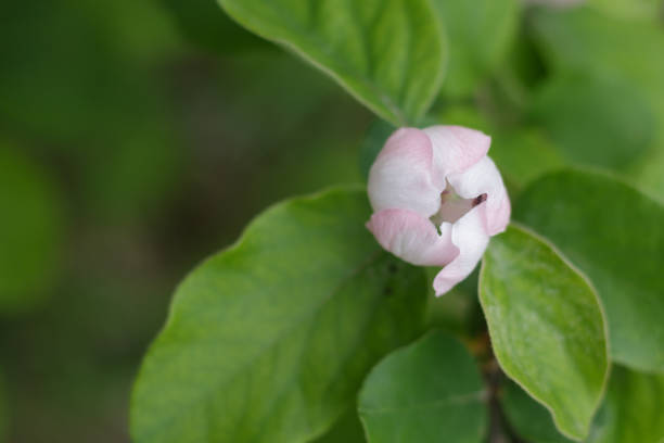 Close up of Cydonia quince flower bud on fruit tree