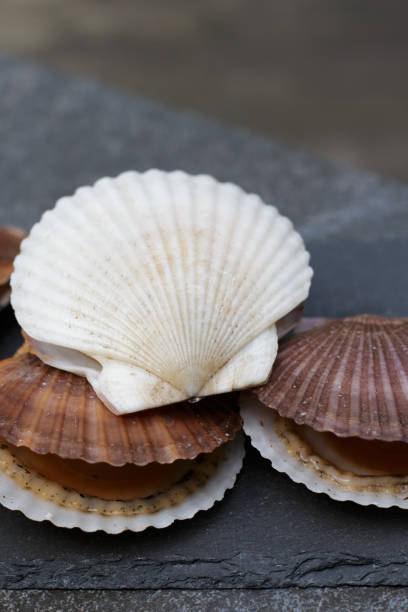 Fresh brown and white scallops in shells on grey stone background