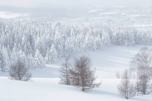 istock Trees covered in snow in generic winter landscape 1502730431