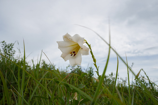 wild lilies on the hill