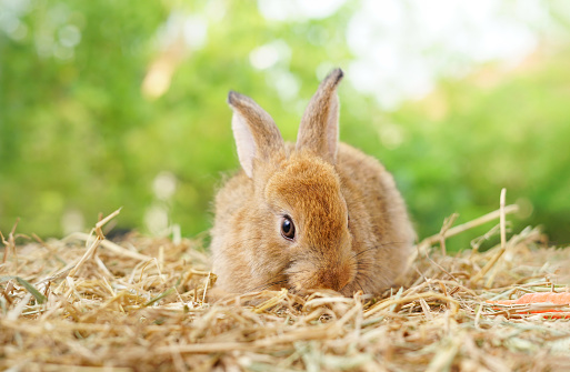 young adorable bunny sitting on dry grasses, brown fluffy rabbit on nature background, concept for rabbit farm,rabbit pet, rabbit easter symbol