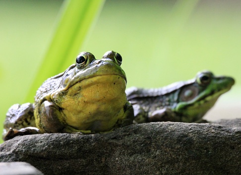 Make and female American Bullfrogs resting on a rock in the strong sun