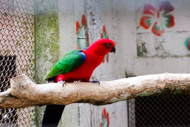 istock Selective focus of moluccan king parrot perched in its enclosure in the afternoon. 1502734159