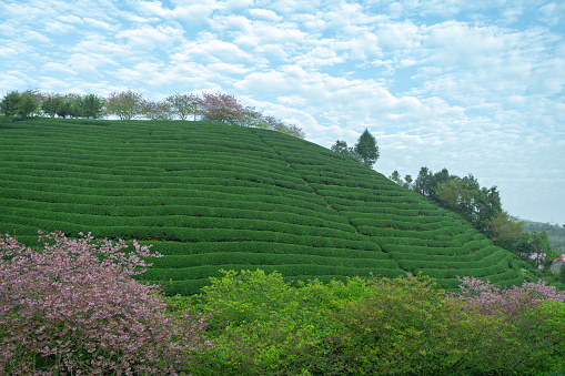 Beautiful Cherry Blossom Organic Tea Garden