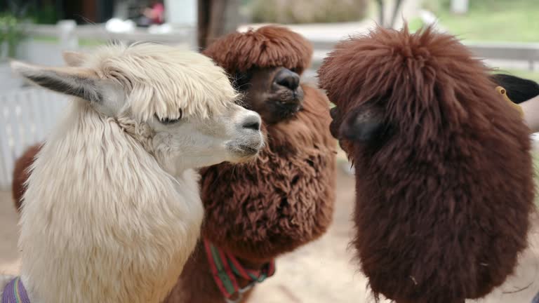 Feeding food to Group of alpaca pets