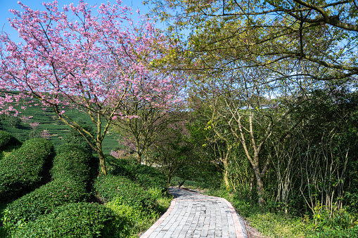 Path of Cherry Blossom Organic Tea Garden