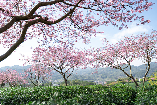 Cherry Blossom Tea Garden in the Sun