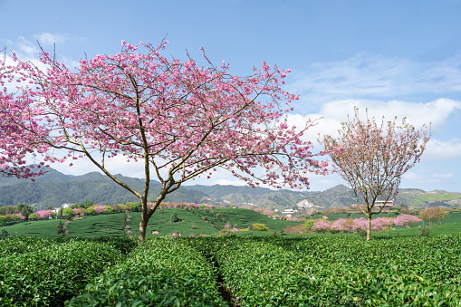 Close up branch of cheery blossom