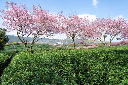 Cherry Blossom Organic Tea Garden with Sunny Weather