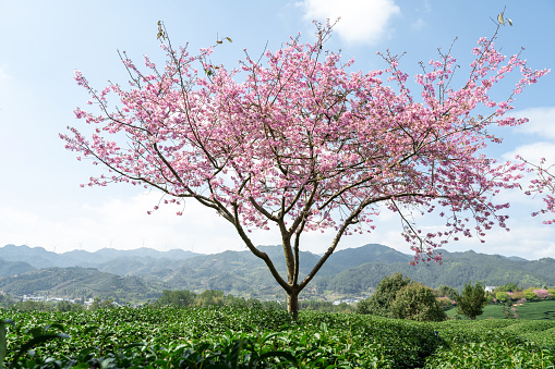 Abundant pink blossoms in an orchard of peach trees