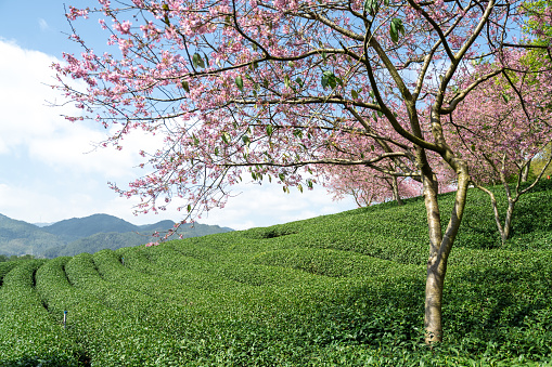 Beautiful Cherry Blossom Organic Tea Garden