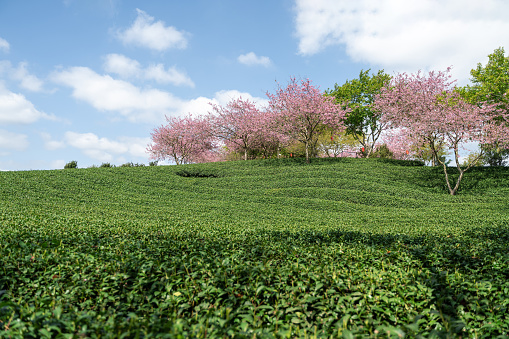 Beautiful Cherry Blossom Organic Tea Garden