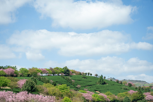 Beautiful Cherry Blossom Organic Tea Garden