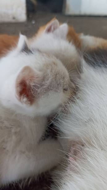 istock cute kitten suckling on its mother 1502741864