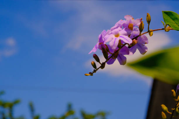 Wisteria flower, Closeup plant, Wisteria flower (Wisteria sinensis) is blooming and looks beautiful against a blue sky background, Bandung - Indonesia