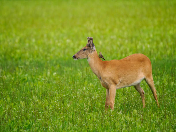Buck Deer Standing in Field Bird on Back