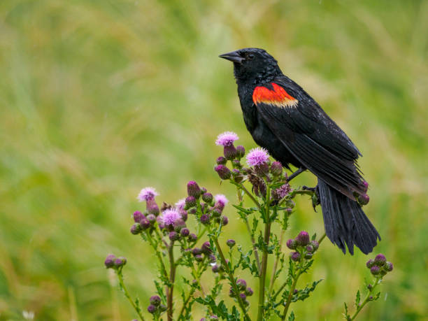 istock Red-winged Blackbird Agelaius Phoeniceus Perched Rain 1502743091