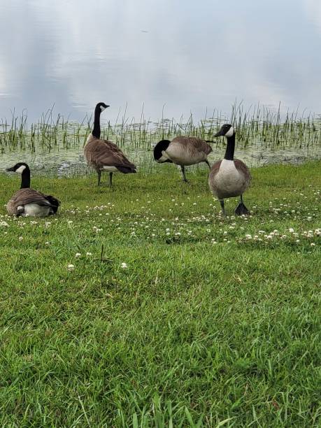 istock Four Fine Fowl 1502744370