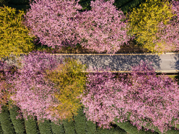 istock Path of Cherry Blossom Organic Tea Garden 1502744469
