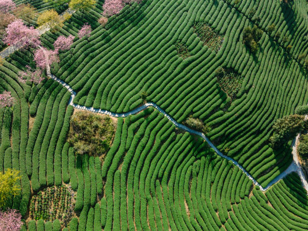 istock Cherry Blossom Terraced Tea Garden under the Sun 1502744471