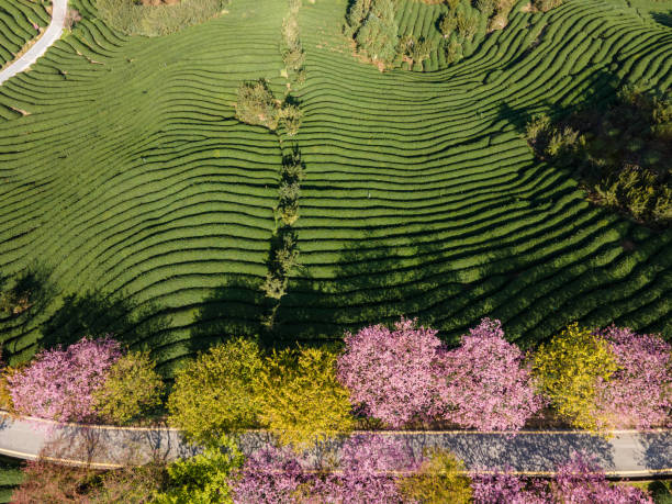 istock Path of Cherry Blossom Organic Tea Garden 1502744506
