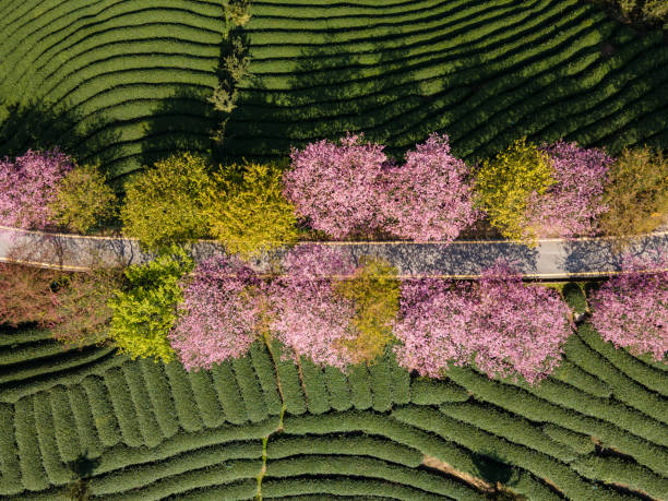 istock Path of Cherry Blossom Organic Tea Garden 1502744517