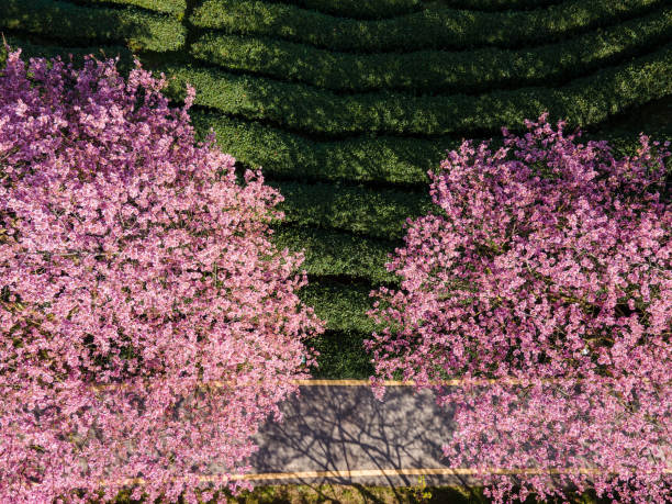 istock Path of Cherry Blossom Organic Tea Garden 1502744577