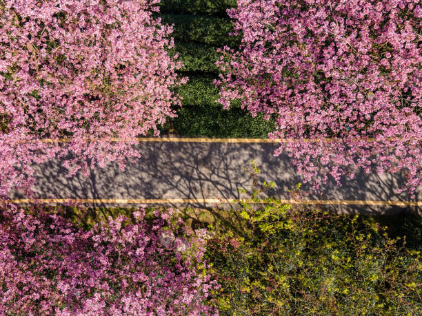 Path of Cherry Blossom Organic Tea Garden