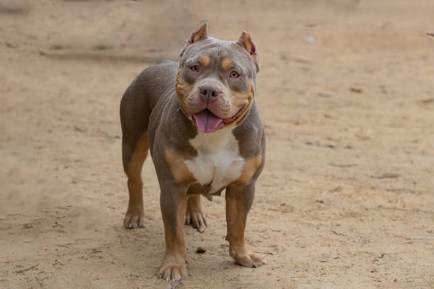 istock The American Bully playing in the dog playground 1502744655