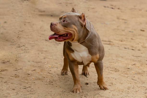 istock The American Bully playing in the dog playground 1502744662