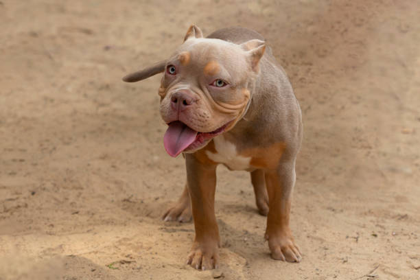 istock The American Bully playing in the dog playground 1502744665