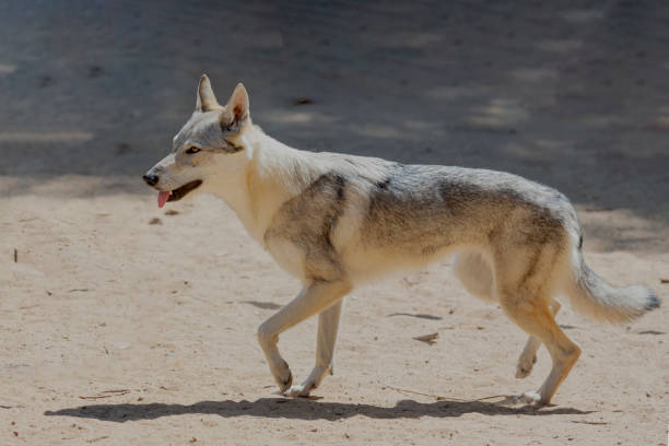 Wolf dog running across a sandy field