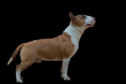 The Bull Terrier is a muscular dog breed known for its unique egg-shaped head and triangular eyes
