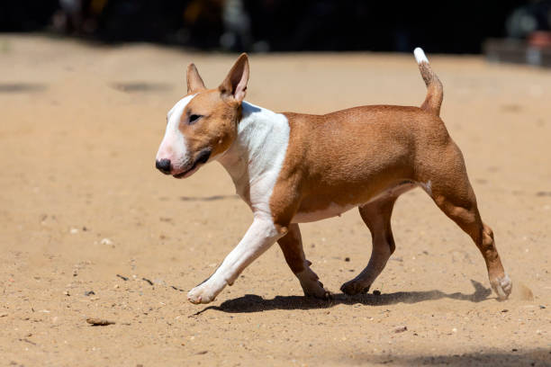 Bull terrier plays on a sandy dog playground The Bull Terrier is a muscular dog breed known for its unique egg-shaped head and triangular eyes bull terrier stock pictures, royalty-free photos & images