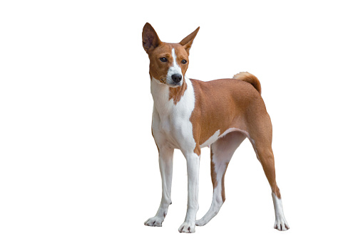 The Basenji  is a breed of hunting dog. It was bred from stock that originated in central Africa.